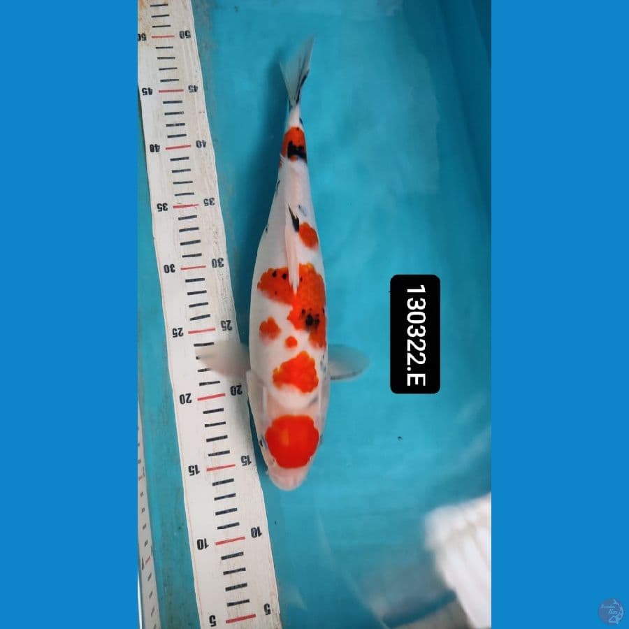 maruten sanke 34cm