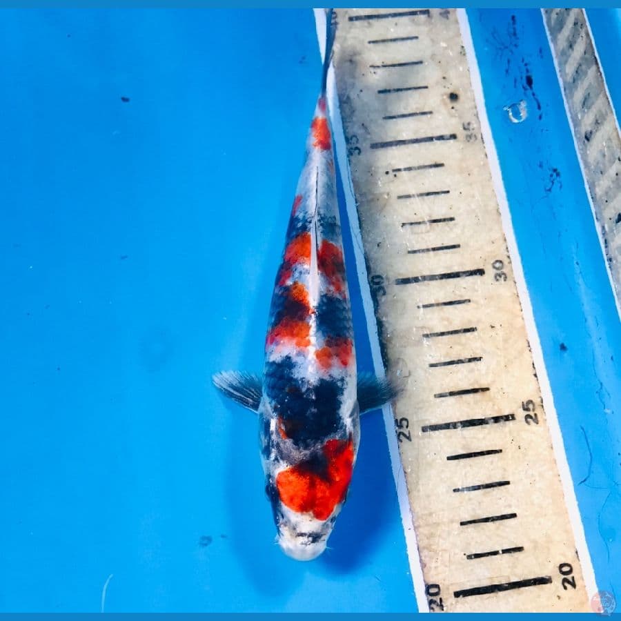 showa hikari, 18 cm