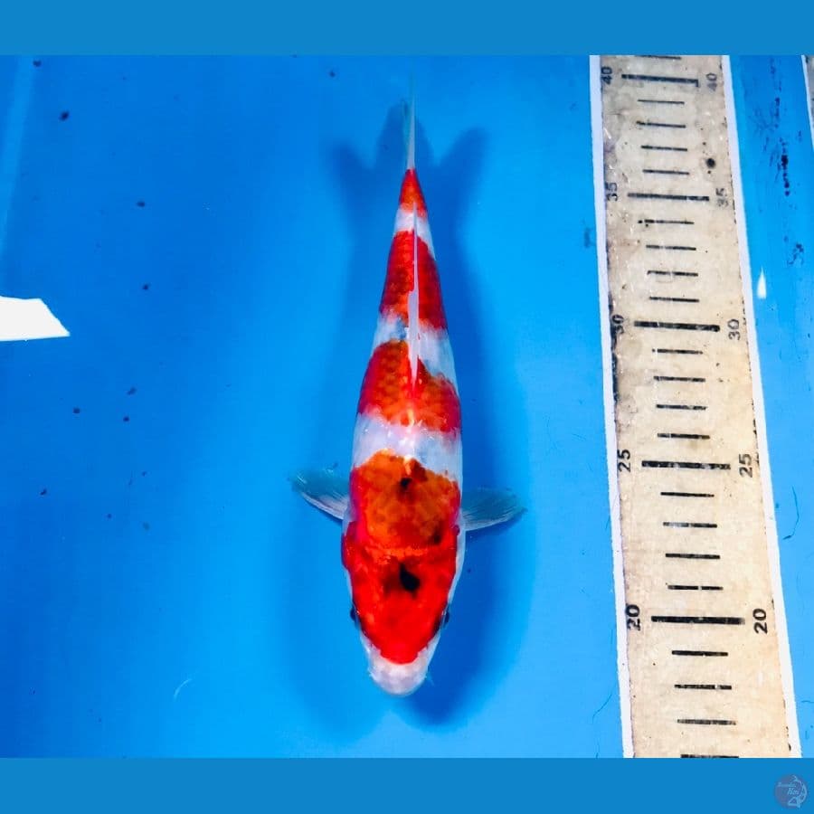 showa hikari, 20 cm