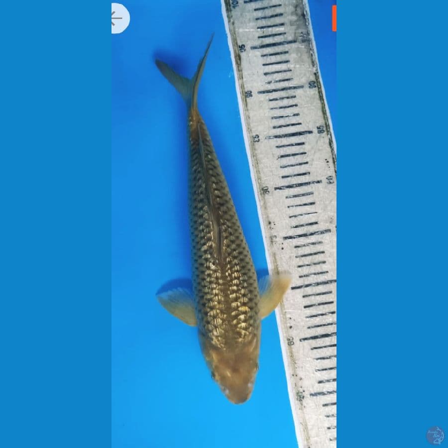 Midorigoi Ginrin Berpunuk