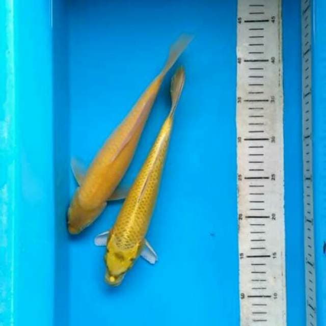 Yamabuki n karasi 26cm27cm