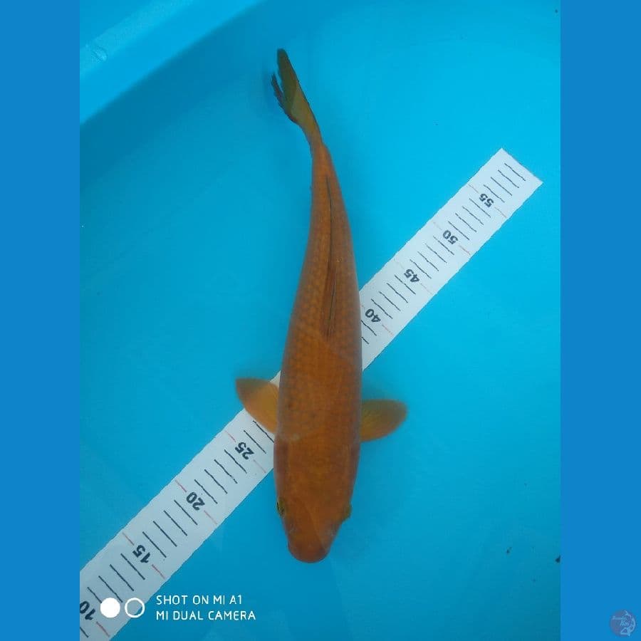 40cm Chagoi Rasa caramel/fml