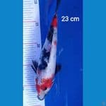 Showa 23cm