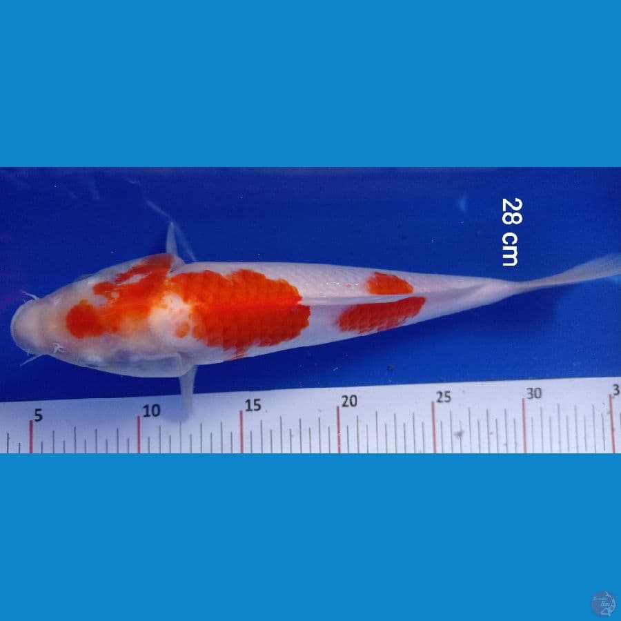 Kohaku 28 cm