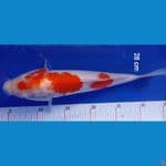 Kohaku 28 cm