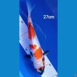 Showa 27 cm