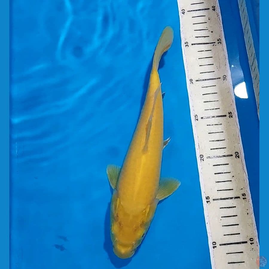 KARASHI 27 CM