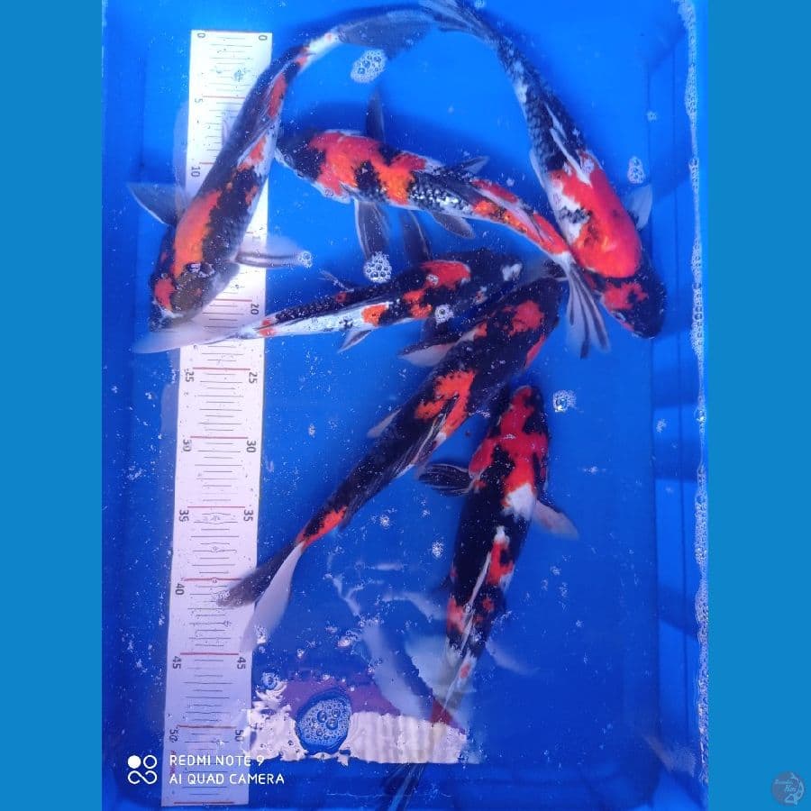 Showa 27-31cm