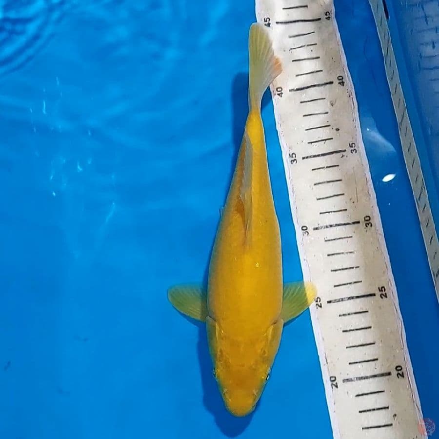 KARASHI 25 CM