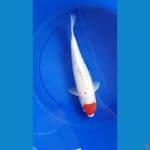 TANCHO GHOSIKI 31cm/fm⁶