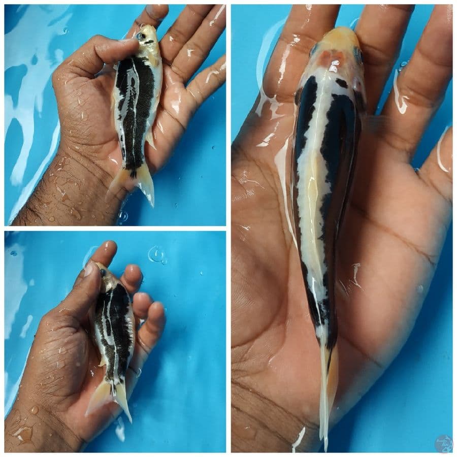 KUMONRYU 15CM SQ BAHAN KEPING