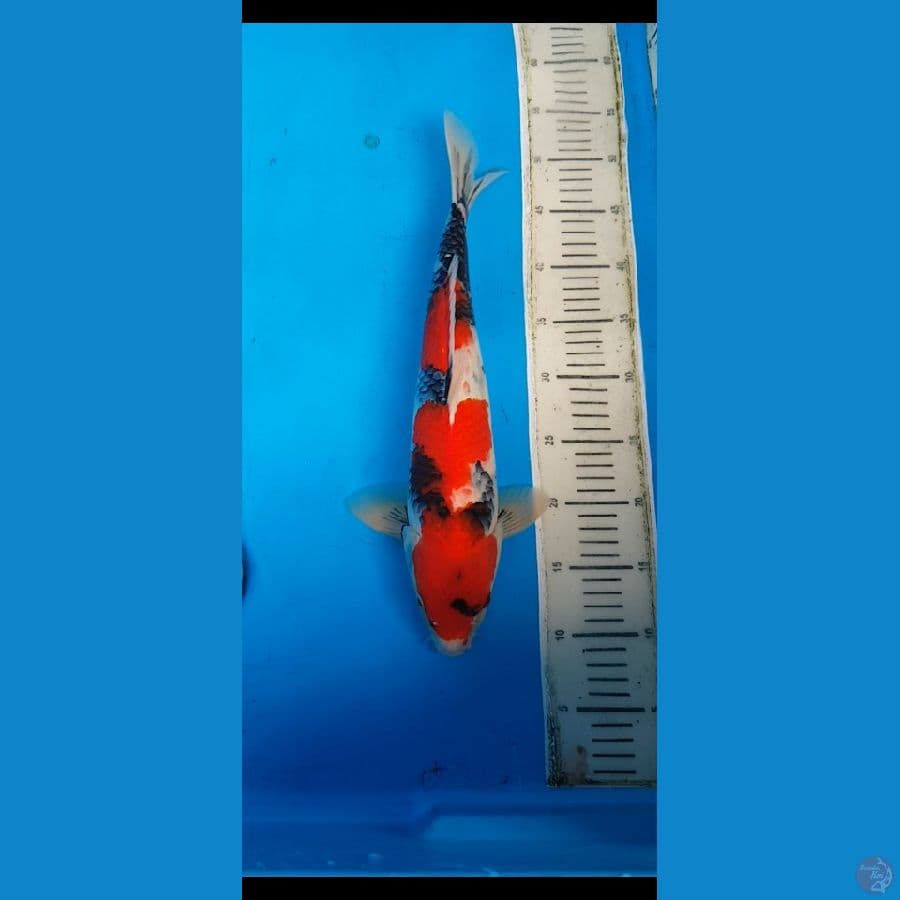 showa hq.... 41cm.... jantan
