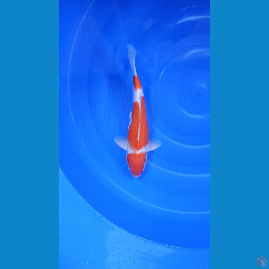 KOHAKU 35CM HQ JANTAN 