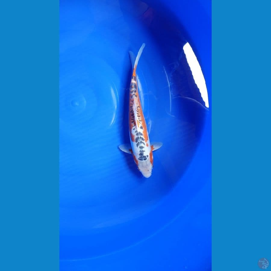HANASHUSUI RING RAPI 35CM JANTAN