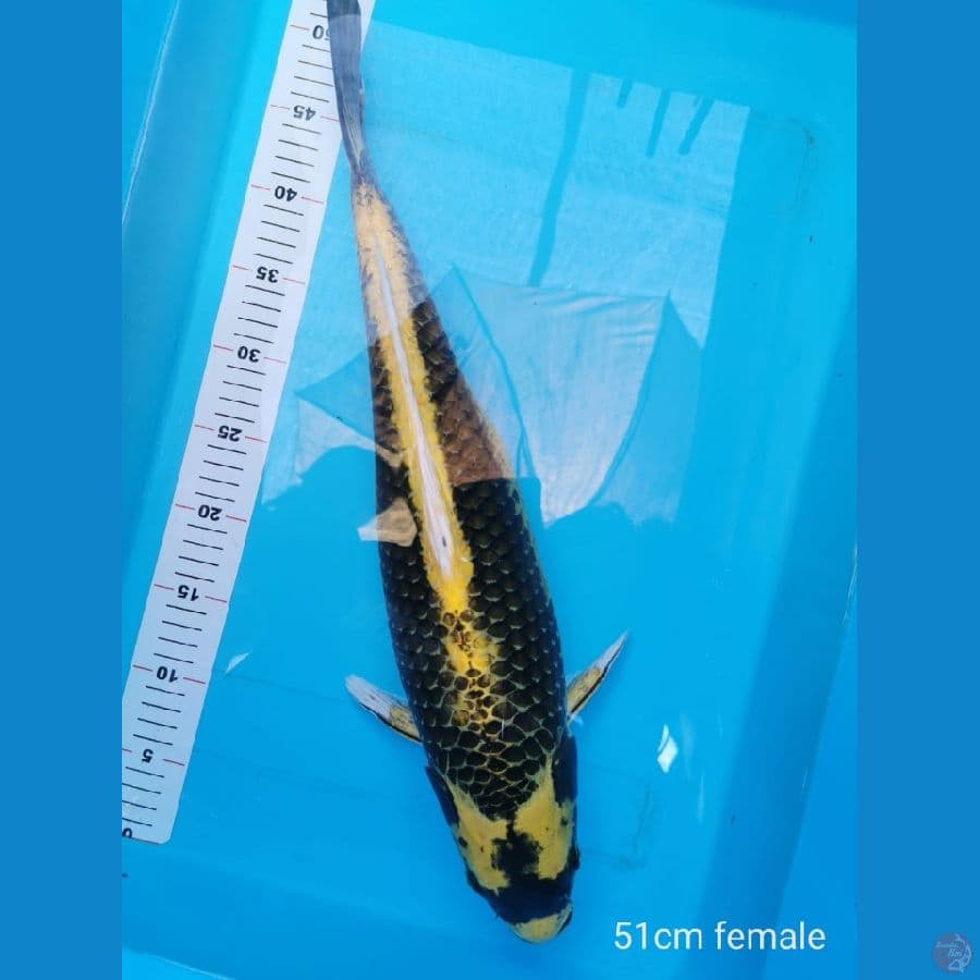 Kabuto Jumbo 51 cm