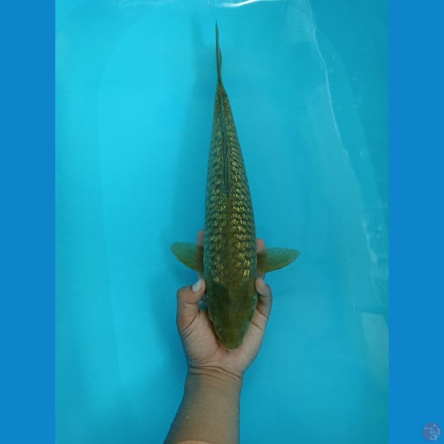 Midori Ginrin  - 40Cm Male