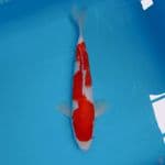 kohaku inazuma 30cm/ male