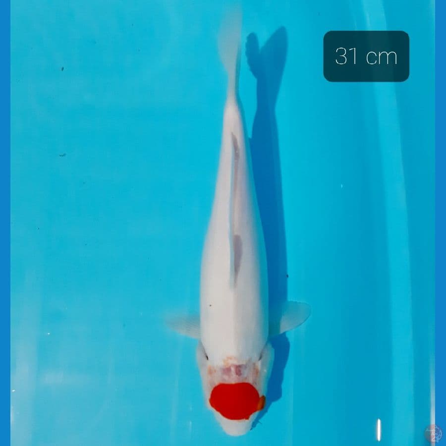 tancho kohaku 31 cm
