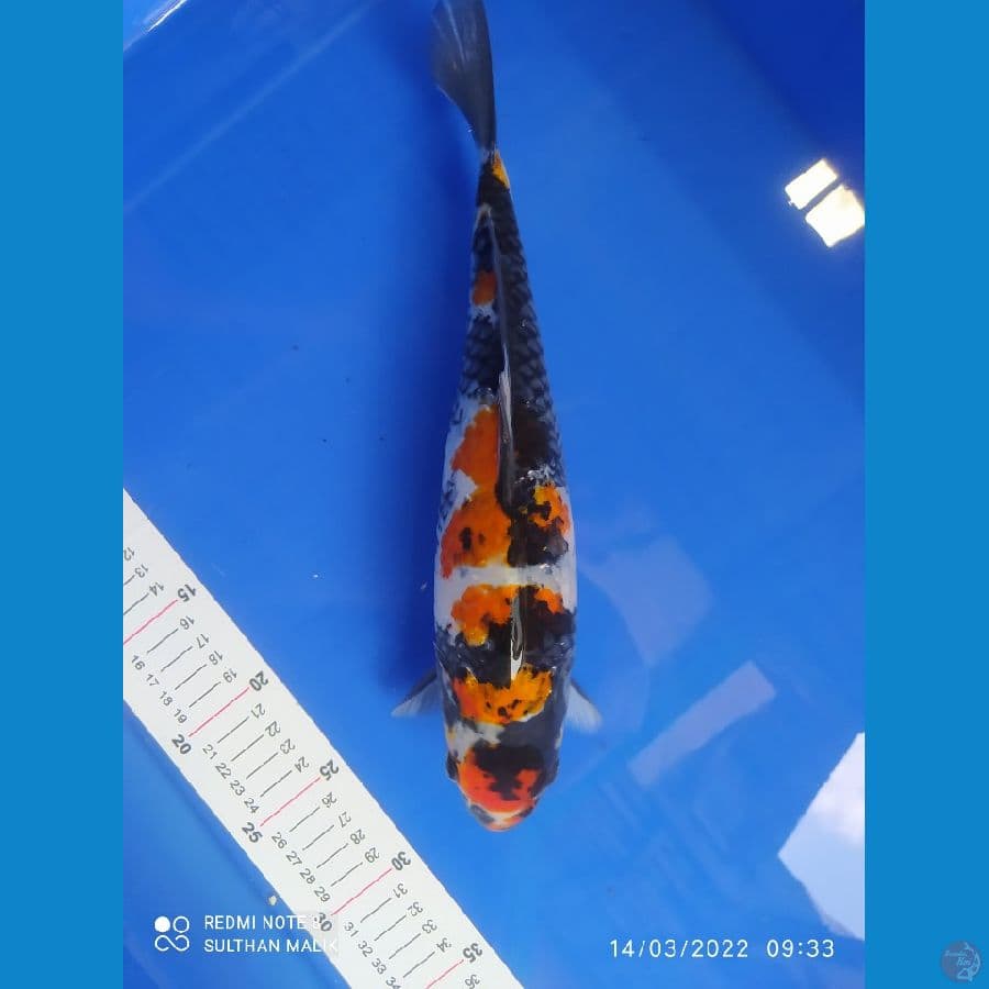 showa maruten 32 cm 