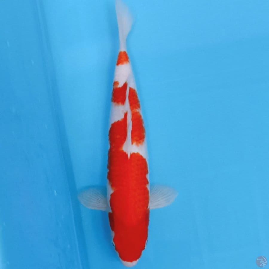 KOHAKU 31CM/F