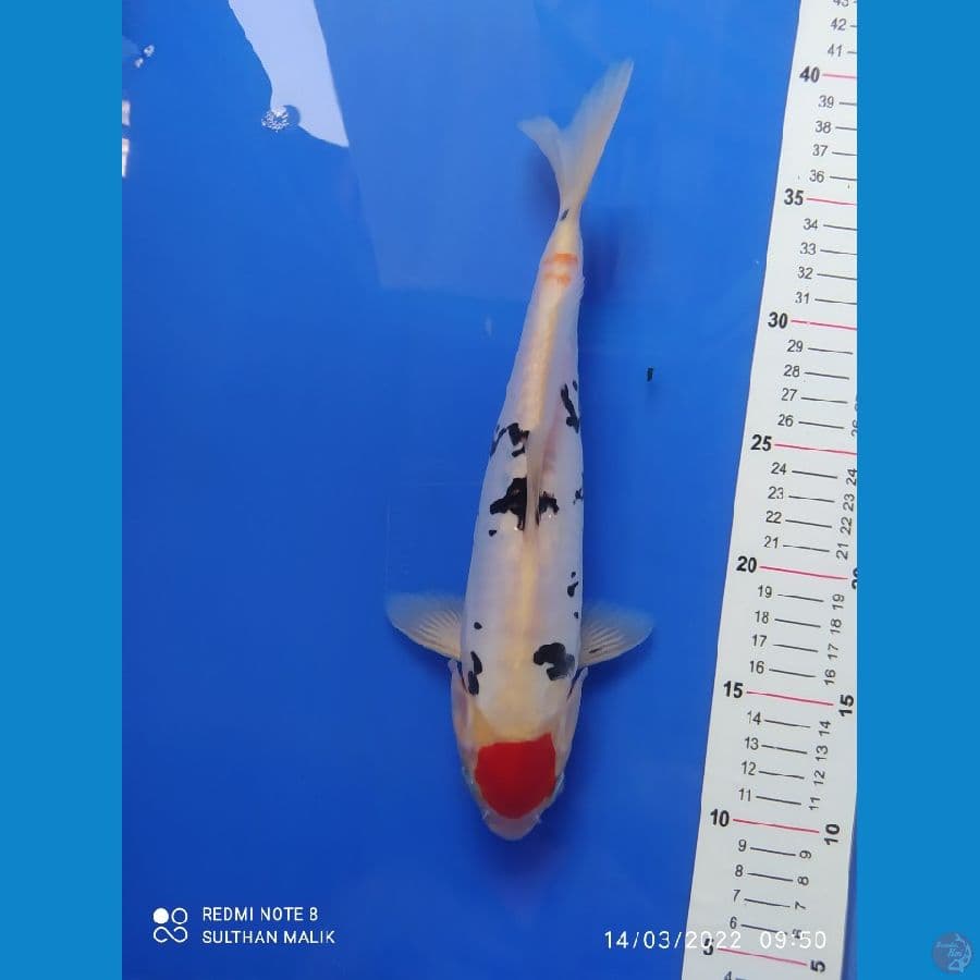 tanco sanke doit 32 cm