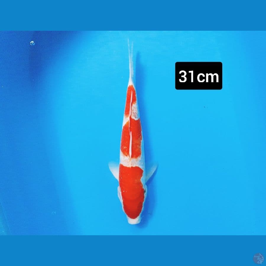 Kohaku