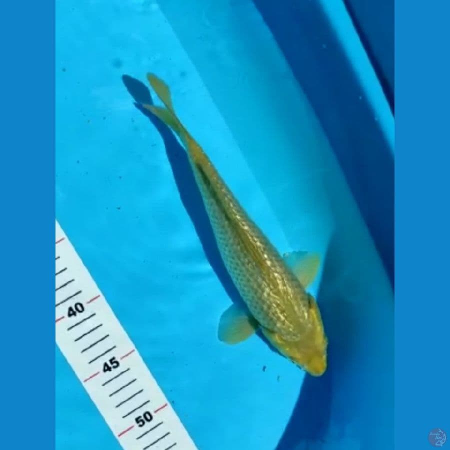 midori ginrin 23cm