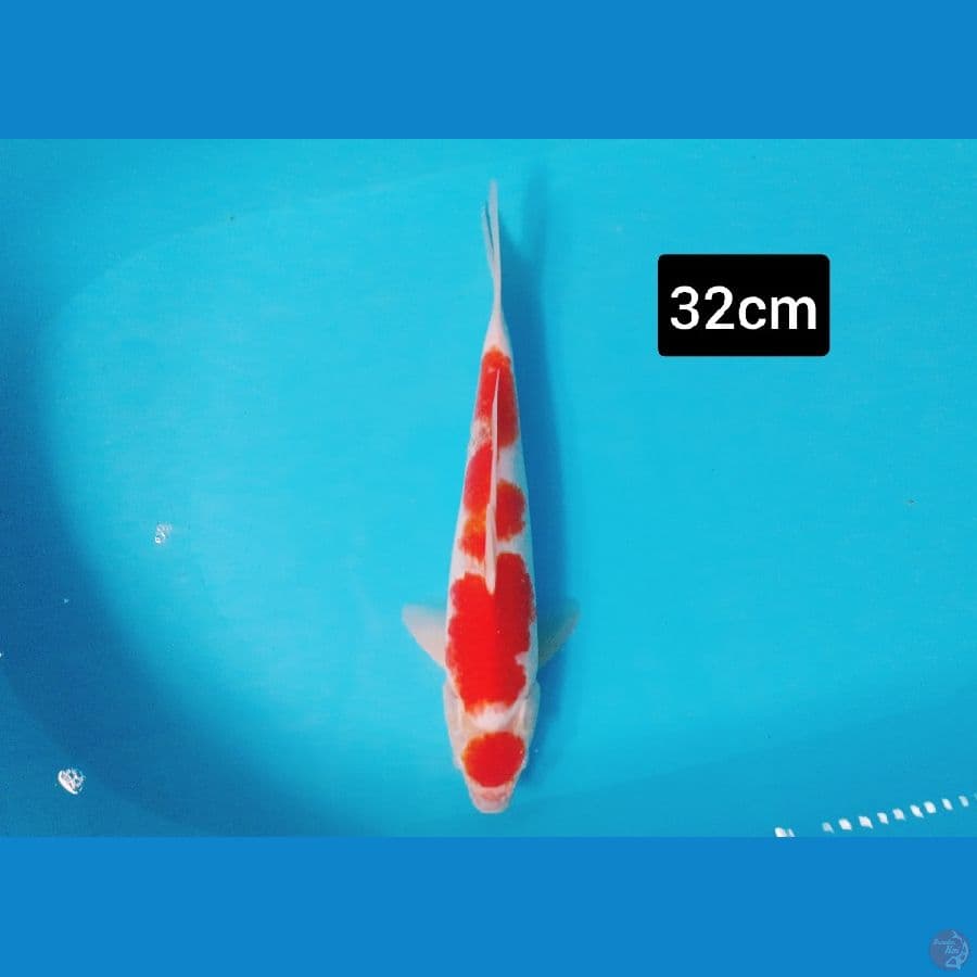 Maruten kohaku
