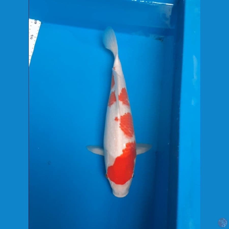 kohaku 35cm