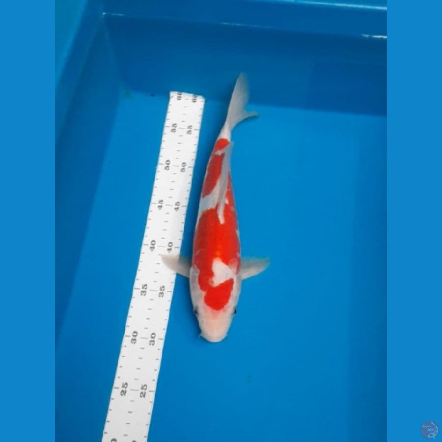 doitsu aragoke 30cm
