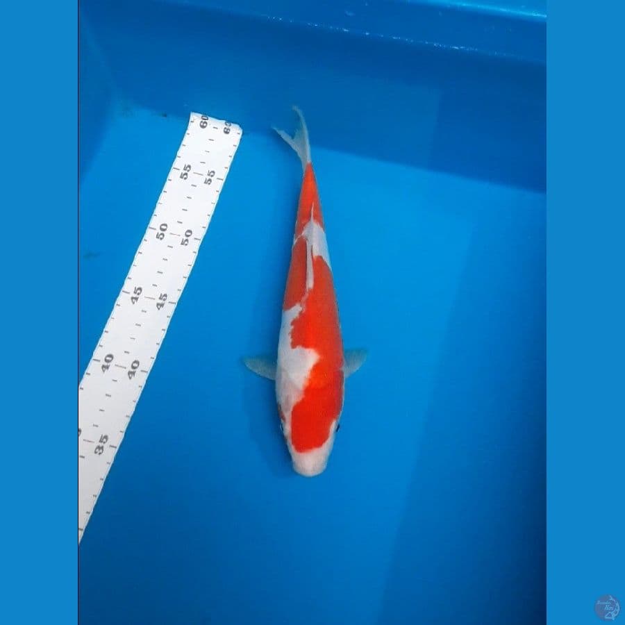 doitsu 26cm