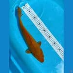 karamel 34 cm