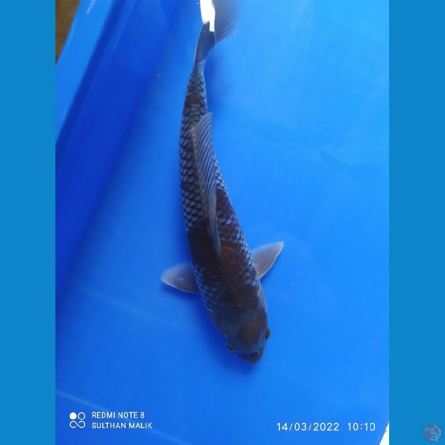 ociba 32 cm ( hidung sobek)