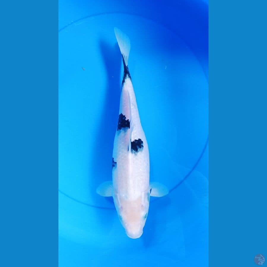 SHIRO UTSURI 33CM