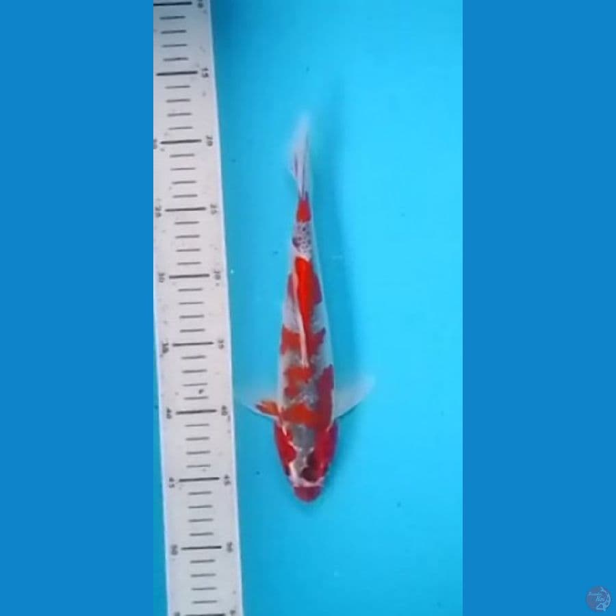 Goshiki Original Patern 28cm (F)