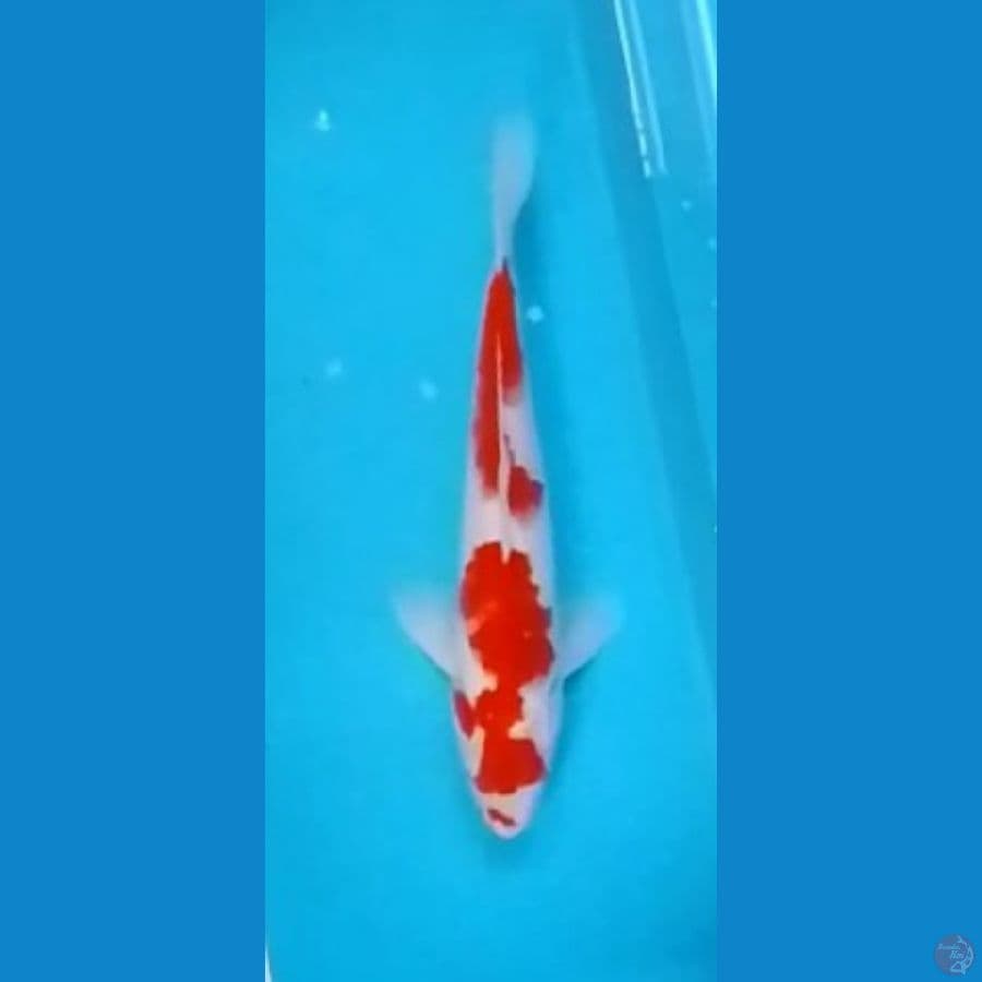 Nidan Kohaku Strong Original 31cm (M)