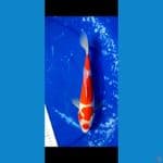 kohaku maruten 28 cm (ori)