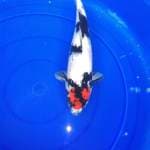 Tancho showa female 35cm