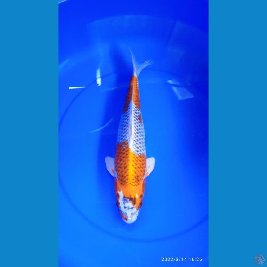 Kujaku 4/33cm