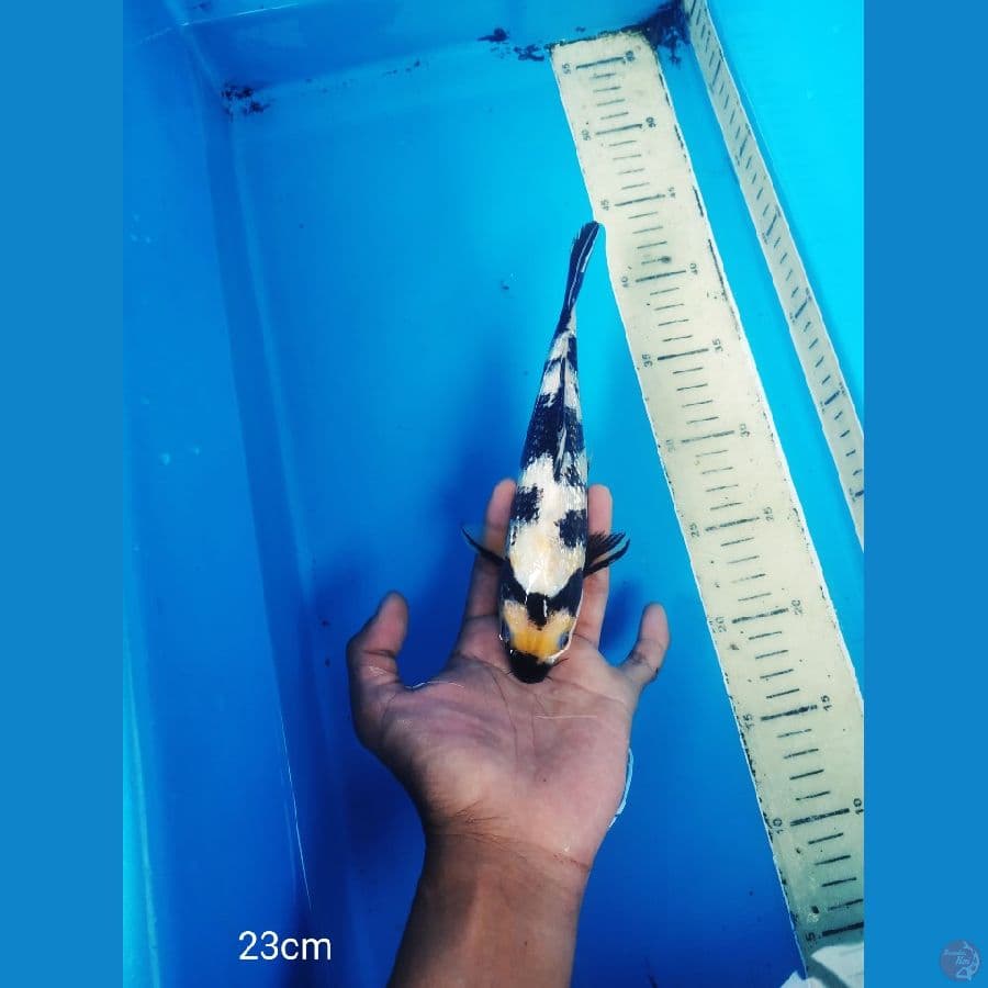 minion shiro ginrin pola gunung