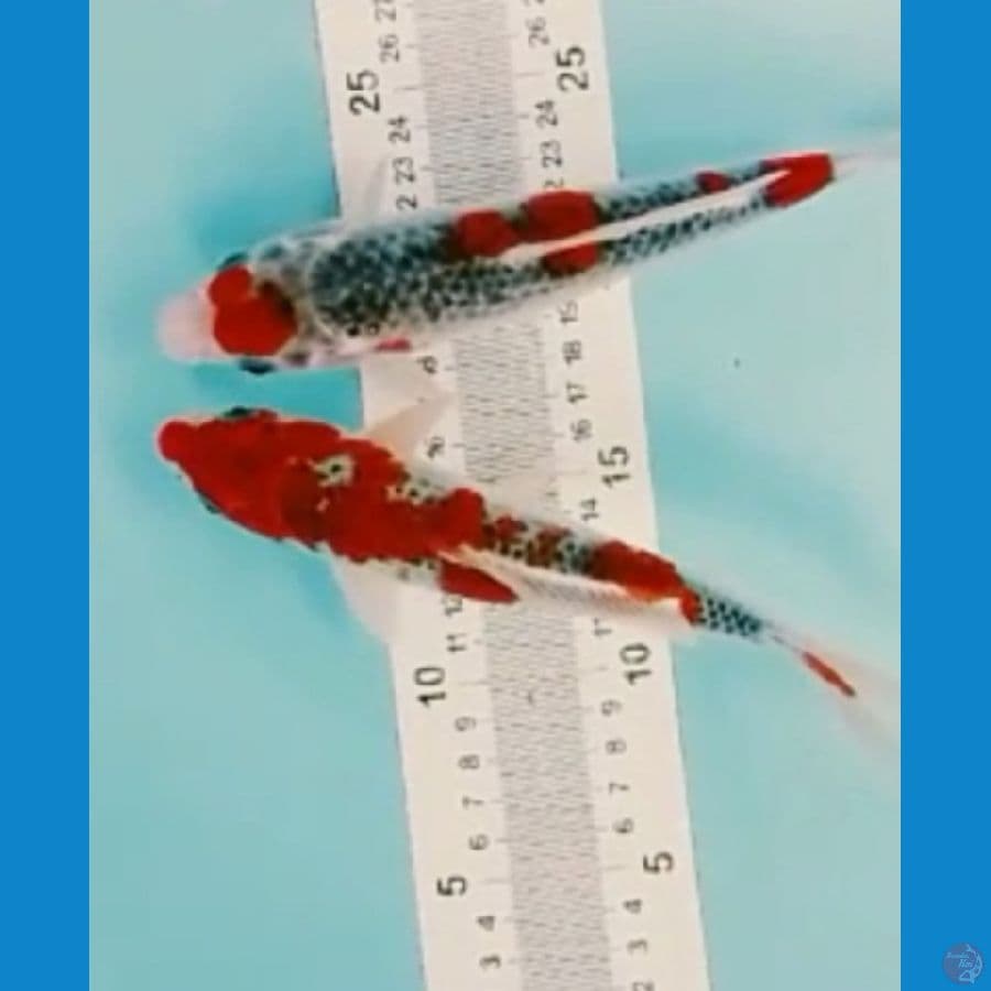 mix 2 ekor ghosiki 20-21cm