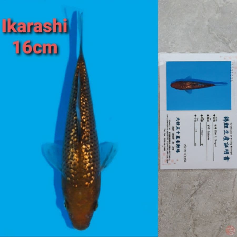 IKARASHI CHAGOI GINRIN