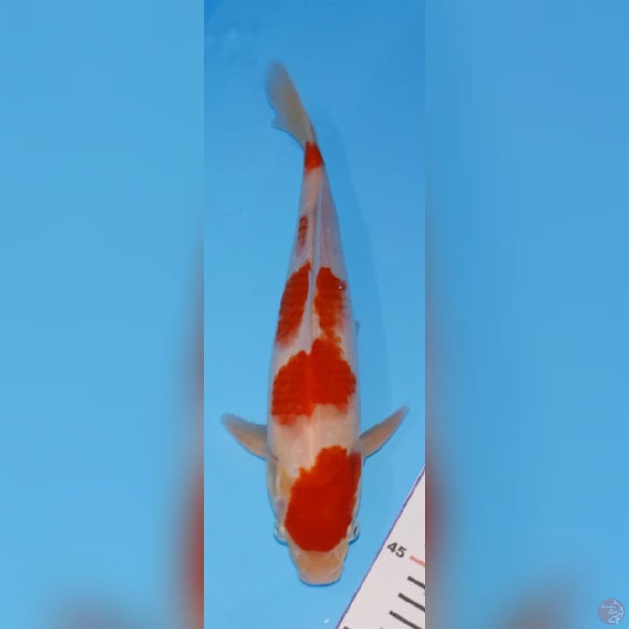 kohaku strong