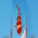 kohaku strong