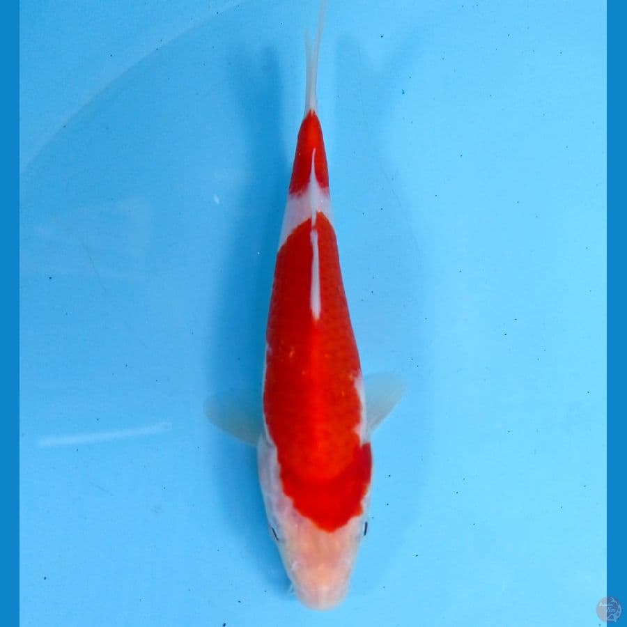 kohaku 18 cm