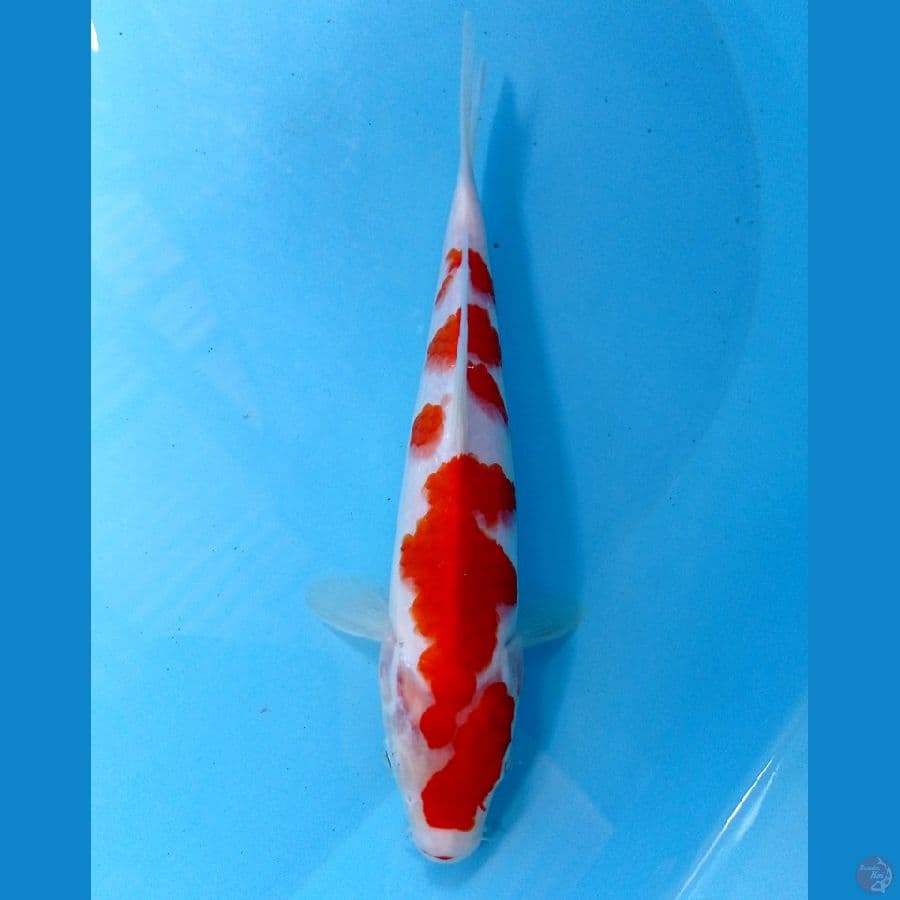 kohaku 24 cm