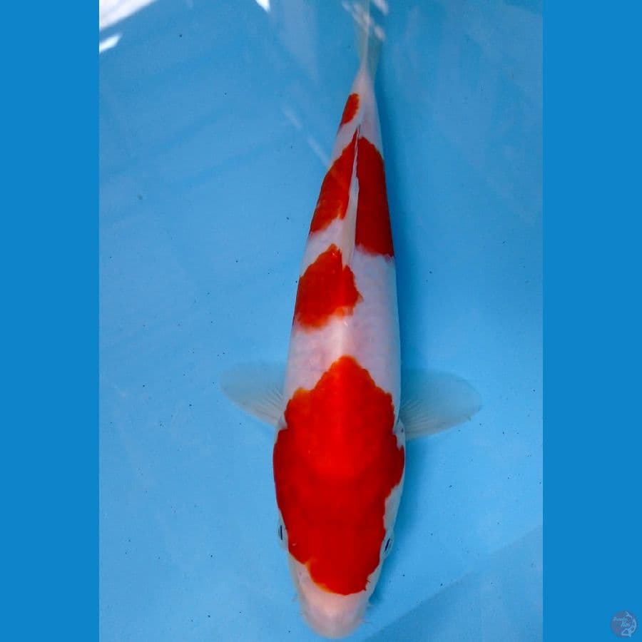 kohaku 24 cm