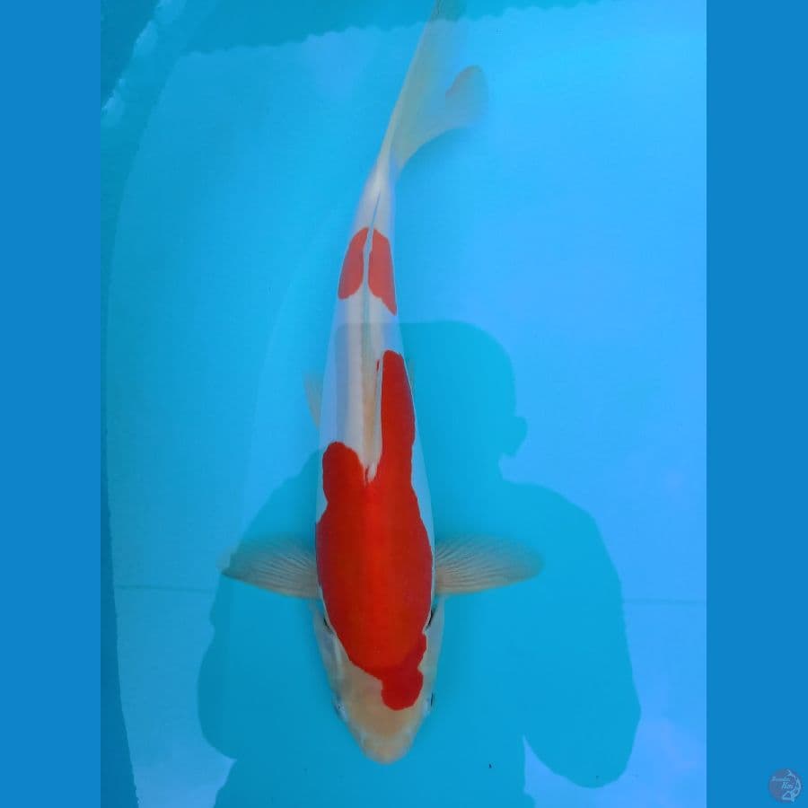 kohaku doit murni