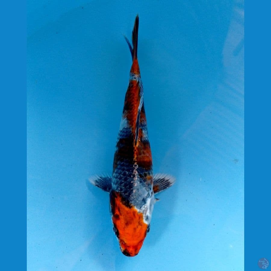 kin showa 18 cm