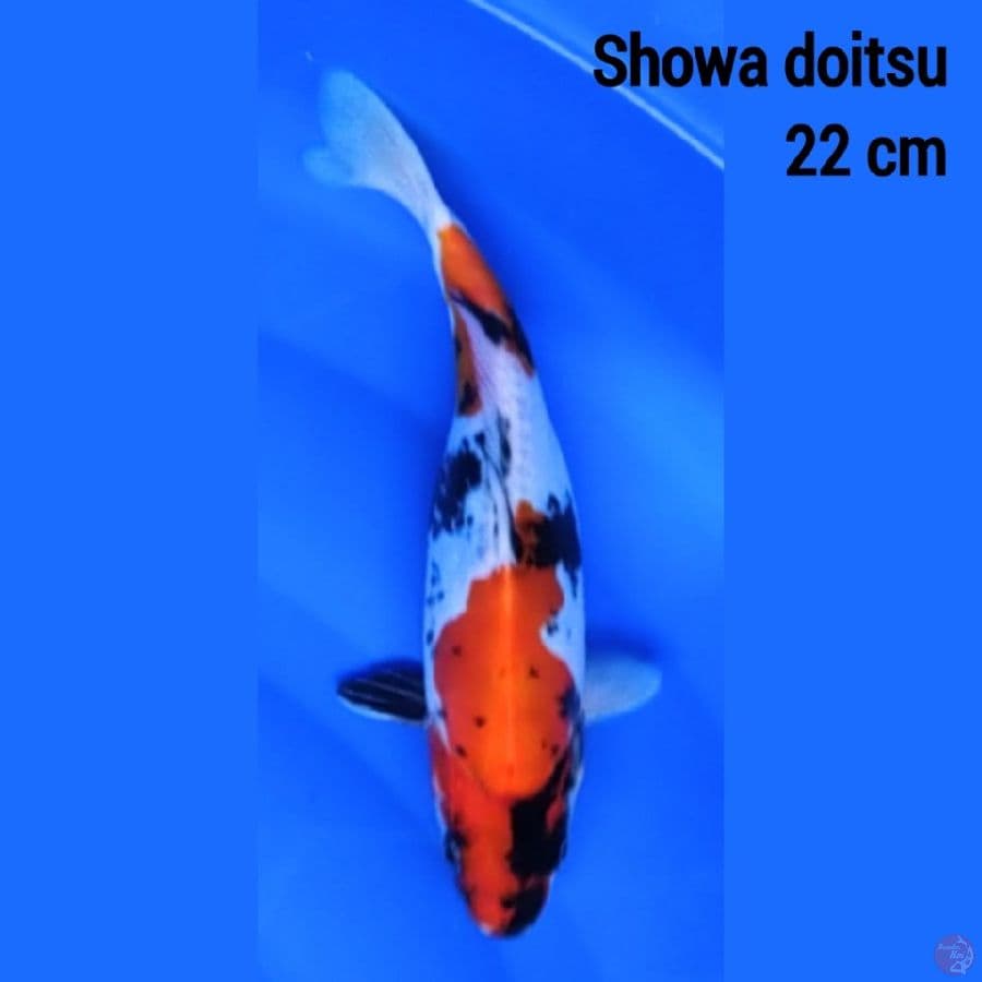 Showa Doitsu 22 cm